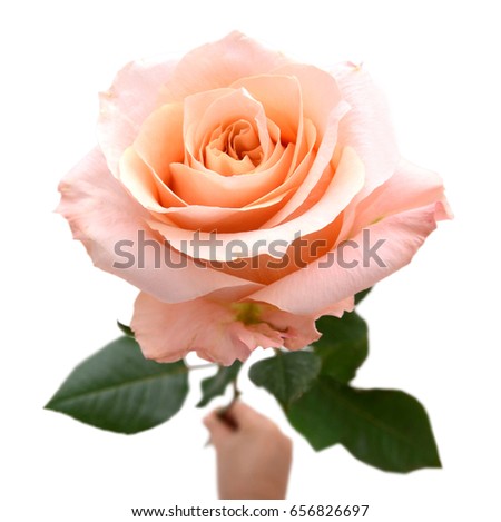 holding rose flower gift isolated