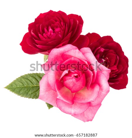 red and pink rose flower bouquet with green leaves isolated on white background cutout
