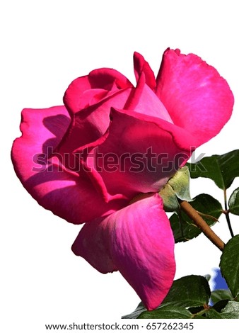 Detail of deep pink flower of modern breed of rose Lady Like, Tantau 1989 on white background