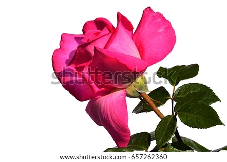 Deep pink flower of modern breed of rose Lady Like, Tantau 1989 on white background