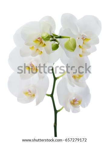 Delicate orchid branch blossoming with large flowers isolated on white background. Blooming twig of Phalaenopsis. Shallow depth of field.