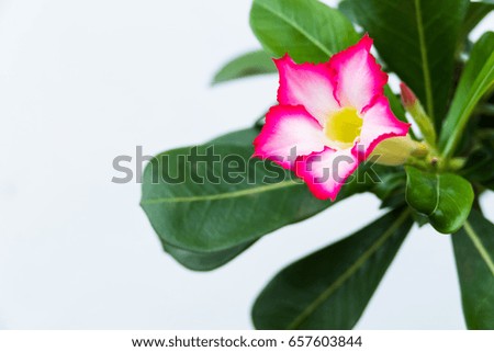 Pink desert rose flower in the garden