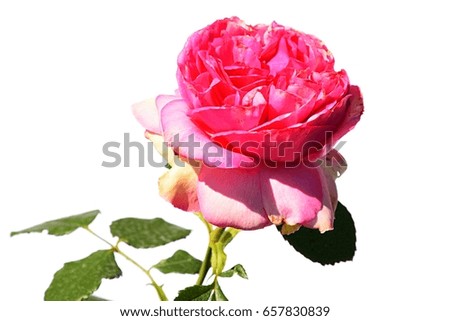 Pink flower of rose Walzertraum, Evers 2003 with leaves and stalk visible on white background