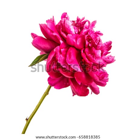 Red peony flower. Isolated on white background