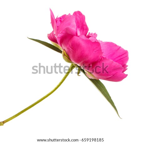 Red peony flower. Isolated on white background