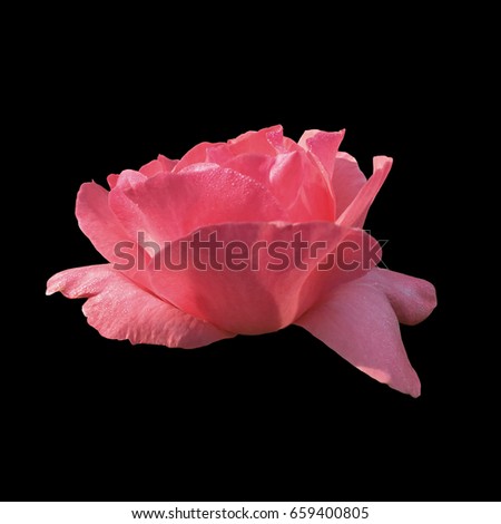 Pink Rose on Black Background
