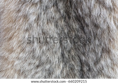 Canada Lynx fur. Fur of lynx close up texture.