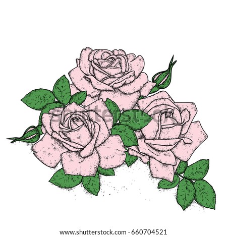 Beautiful roses with leaves and buds. Vector illustration for a postcard or a poster, print for clothes. Vintage flowers.