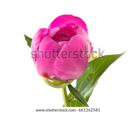 Bud of beautiful peony flower on white background, closeup