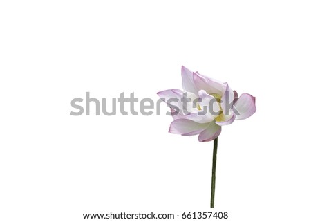 Pink Lilies bloom,Isolated on white.