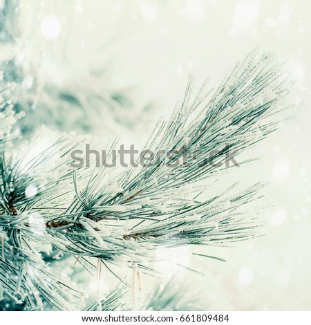 Branch of coniferous tree covered with hoarfrost and snow at winter day background