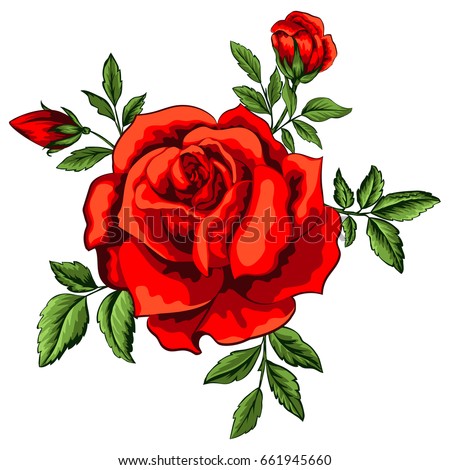 Vector illustration of red rose