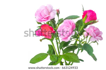 Bunch of  roses isolated on white 