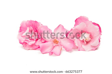 Pink oleander flower isolated on white background
