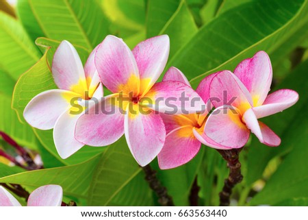 Close up Amazing Plumeria flower.Cute and awesome white frangipani flower on green leaf background