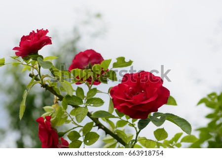 Bush rose home decoration. red rose/