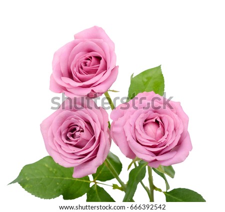 beautiful bouquet of violet rose flowers isolated on white background