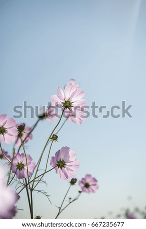 pink cosmos flowers filed