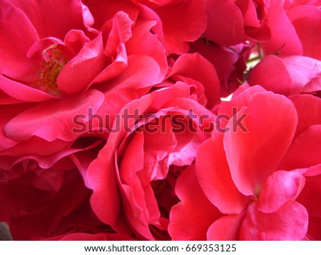 Pink floral background. The texture of the flower. Red roses.