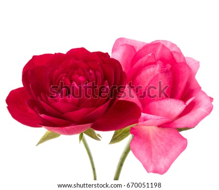 two red and pink rose flowers isolated on white background cutout