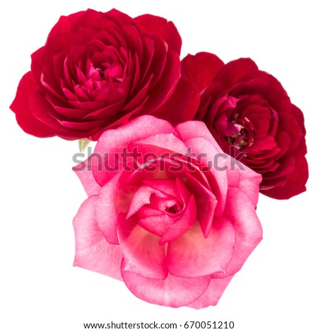red and pink rose flower bouquet isolated on white background cutout