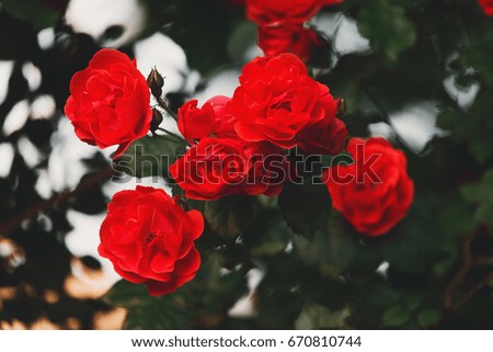 Beautiful scarlet red roses closeup. Passionate rich red roses. Flower background.