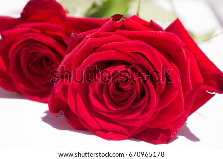 Roses. Two beautiful red roses. Blooming flowers. Macro.