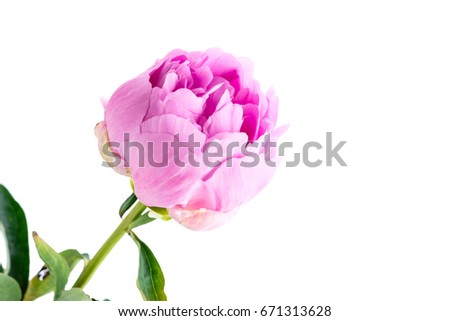 close-up blooming gently pink peony isolated on white background