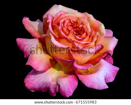 Color still life fine art floral macro flower portrait of a single isolated lush orange pink violet blooming rose blossom on black background with detailed texture in vivid vintage painting style