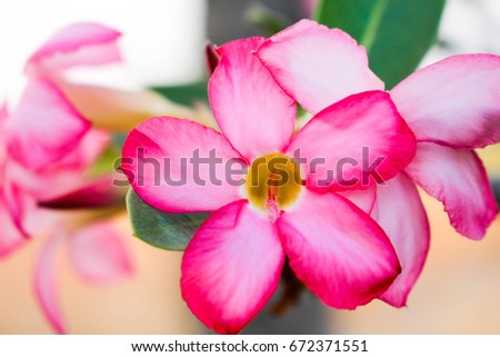 Pink adorable pink roses