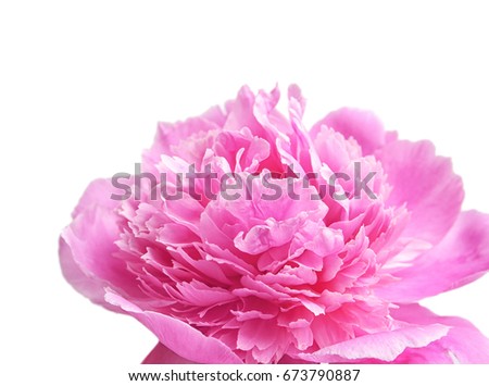 Beautiful peony flower on light background, closeup