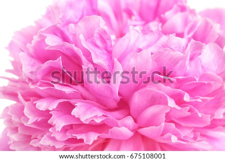 Beautiful peony flower, closeup
