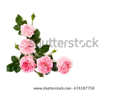 Pink roses (shrub rose) on a white background with space for text. Top view, flat lay.