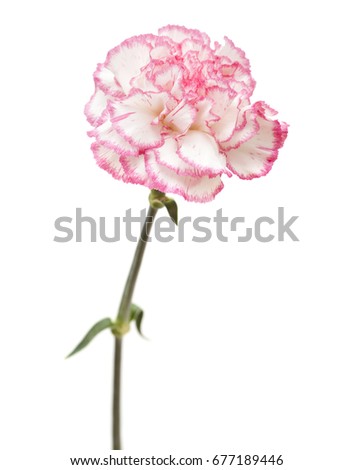pretty pink  and yellow carnation isolated on white background