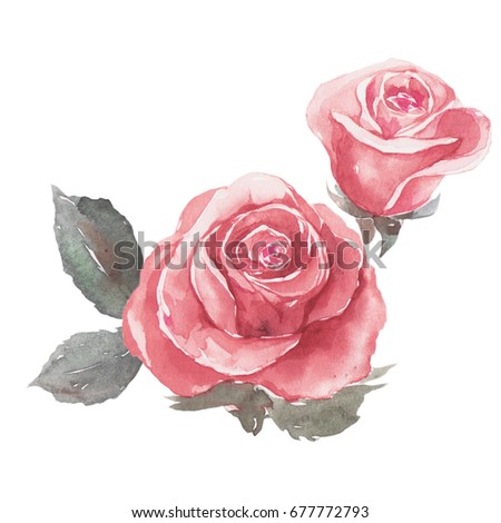 Brunch of Rose,  watercolor painting isolated on white background.