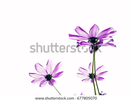 Pink cosmos flowers on white background