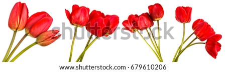 Bouquet of red tulips. Isolated on white background. Set
