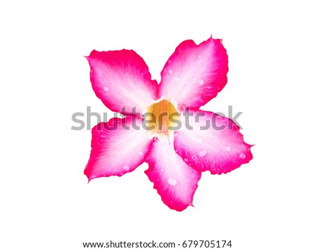 The pink azaleas blooming flowers and just a few of the flower bud. Isolated on white background. (with clipping path)