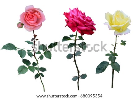 Red, yellow and pink roses, flowers, 
isolated on white background