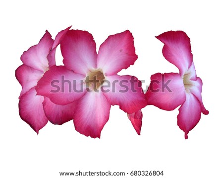 Pink Impala lily flowers on white background.