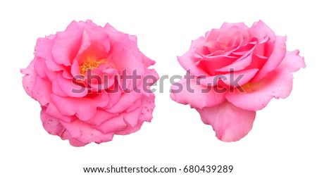 Two lush bright pink roses isolated on white background.