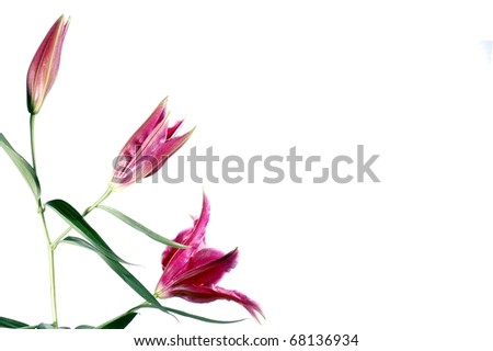 A Beautiful Trio of Pink Lilies in Different Stages of Bloom, Isolated on a White Background, with Room for Text