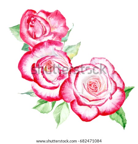 Three red and white  roses. Watercolor painting. Wedding drawings. Greeting card. Flower background, watercolor composition. Hand drawn floral  illustration. Rose backdrop. 
