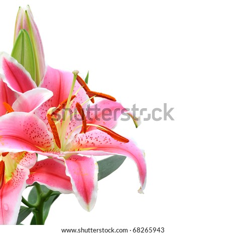 Beautiful Lily flower isolate on white