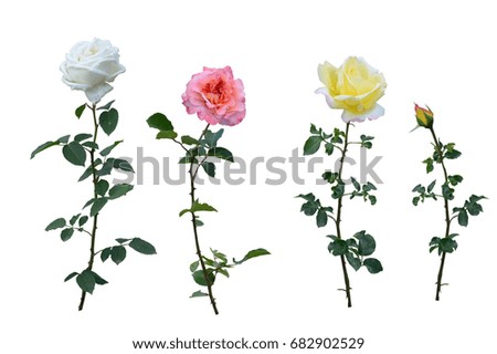 White, yellow and pink roses, flower, 
isolated on white background