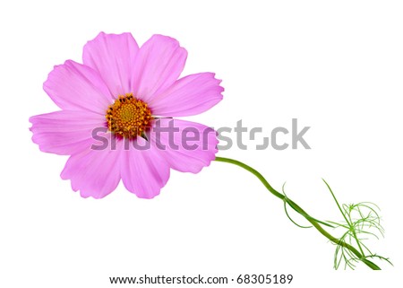 Single pink cosmos flower isolated on white