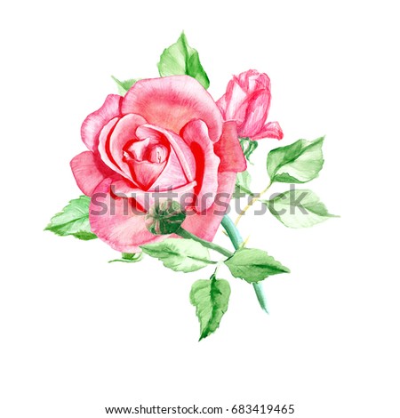 Two pink roses. Watercolor painting. Wedding drawings. Greeting card. Flower background, watercolor composition. Hand drawn floral  illustration. Rose backdrop. 