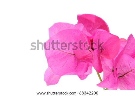 Bougainville pink flowers on a white background