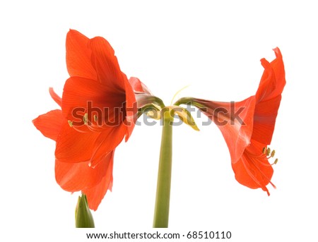 bright red Hippeastrum (usually called Amaryllis); isolated on white