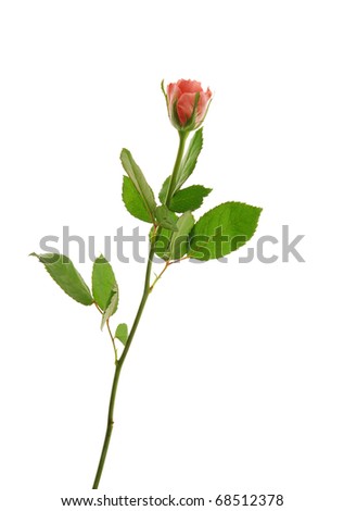 Single rose flower, isolated on white background